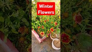 Best Winter Flowers to Grow This Season 🌺❄️ winterflowers [upl. by Yras]