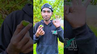 তিনটা মিষ্টি ফল কি সংগ্রহ করতে পারবো minivlog vlog [upl. by Lorre]