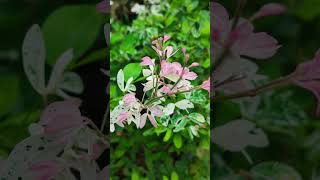 Pithecellobium dulce shortvideo flowers floweringplant nature [upl. by Tibbs742]