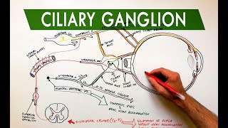 Ciliary Ganglion  Autonomic control of the eye  Anatomy Tutorial [upl. by Emarej]