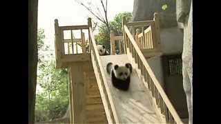 Cute pandas playing on the slide [upl. by Einreb]