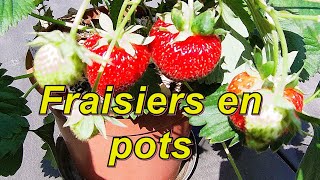 fraisiers en pots  quel terreau choisir [upl. by Courtland99]