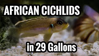 Top 5 African Cichlids in a 29 Gallon Aquarium [upl. by Ettevroc]