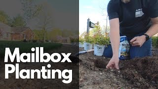 Planting Around a Mailbox  Candy Corn Spirea amp Japanese Maple [upl. by Mayor120]