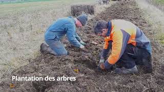 Comment réussir sa plantation de haie champêtre [upl. by Tuppeny]