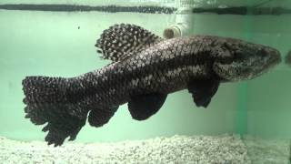 Black Wolffish  Hoplias Curupira [upl. by Grimaldi732]