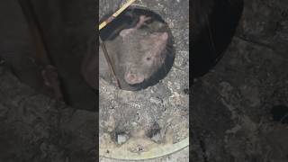 Dangerous rat  mouse  Pet house may aa gaya [upl. by Ymmak]