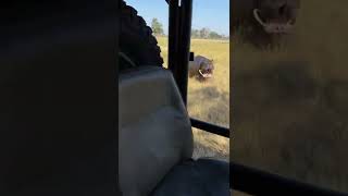 Hippo attack on African safari [upl. by Ennoitna]