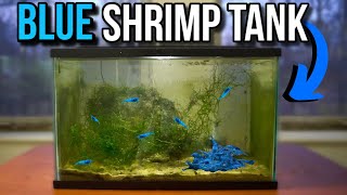 BLUE SHRIMP ONLY FISH TANK AQUARIUM SETUP [upl. by Nemrak511]