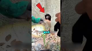 Can rescuing a cat that fell into a crevice be successful🙀shorts rescue cat kitten catrescue [upl. by Bernardina]