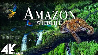 Amazon Wildlife In 4K  Animals That Call The Jungle Home  Amazon Rainforest  Relaxation Film [upl. by Esilahc]