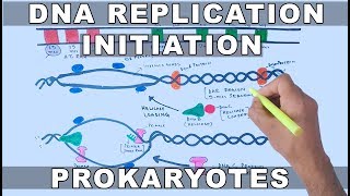 DNA Replication in Prokaryotes  Initiation [upl. by Arella474]