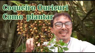 Como plantar Ouricuri Licuri alicuri aricuí adicuri cabeçudo [upl. by Mosier946]