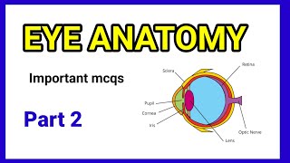 Eye Anatomy  important mcqs part 2  11 to 30 mcqs anaesthesiawithbabar2576 [upl. by Airemat]