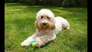 Dexter the Cockapoo  One Year On [upl. by Ailekahs580]