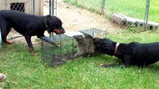 Coon Hounds on a caged Coon [upl. by Dianne]