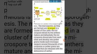 voice Explain the process of microsporogenesis in angiospermsAns [upl. by Tade]