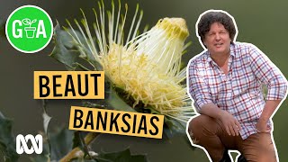 Beautiful Banksias in WA  Australian Native Plants  Gardening Australia [upl. by Nelehyram]