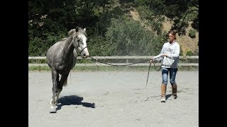 Lunging Part 4  Principles of Straightness [upl. by Lole]