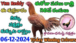 06 December 2024 Today Winning ColoursYtm Reddy Farming ChannelKukkuta Sastram [upl. by Elocim]