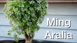 Ming Aralia Repot Daves Bonsai E240 [upl. by Lauretta]