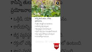 Benefits of Kasini Tulsi Leaves 🌿✨ HealthTips TulsiBenefits [upl. by Publus]