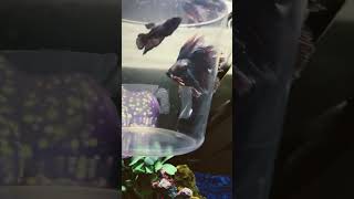 Apollo and Athena love music christmas bettafish [upl. by Bobette]