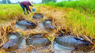 TOP Live Fishing  a smart fisherman catch a lot of fish under straw by best hand catch fish [upl. by Ellahcim]