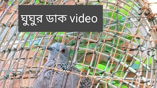 ঘুঘু পাখির ডাক।Gogo pakhir Vairal Dak dove brid video vairal [upl. by Epp]