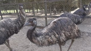 Emu VS Nandu  Emufarm 2016 [upl. by Enelaj]