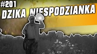 Darz Bór odc 201  Dzika niespodzianka na traperskim polowaniu [upl. by Davis756]