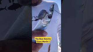 How to Hook a Giant Marlin Every Time – Best Bait and Perfect Timing giantmarlin fishing shorts [upl. by Ahseuqal]