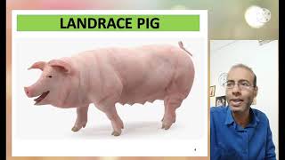 लैंड्रेस नस्ल ब्रीड की पहचान  How to Start Landrace Breed Pig Farming  सुअर सूकर पालन पिग फार्म [upl. by Nauqed26]