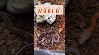 Baby corn snakes hatching cornsnake cornsnakes snakes snake noodle reptile babycornsnake [upl. by Gunnar]