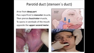 salivary gland anatomy [upl. by Lusty]