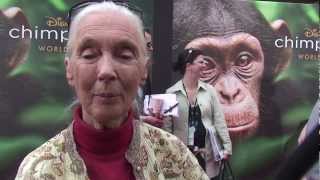 Jane Goodall talks about Disneys Chimpanzee [upl. by Ahen]