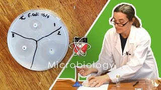 Microbiology  GCSE Science Required Practical Triple [upl. by Natlus655]