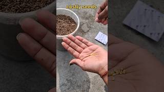 organic bazaar vegetable seeds review 2024 organic bazar seeds terracegarden [upl. by Sinai455]