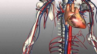 Veins of the body  PART 1  Anatomy Tutorial [upl. by Einnel]