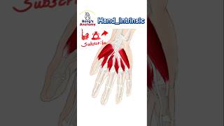 38 HandIntrinsic anatomy bones drawing illustration art muscles [upl. by Crandall]