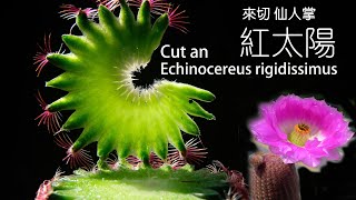 Cut a Echinocereus rigidissimus 切仙人掌系列 紅太陽 [upl. by Gerstner]