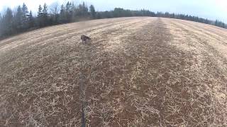 Dog Training  Tracking Through Drive [upl. by Paehpos886]