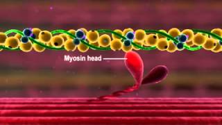 Muscle Contraction Part 3 The Cross Bridge Cycle [upl. by Letniuq]