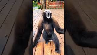 Gibbon Sound  Wildlife  Michelle Goosen [upl. by Bein710]