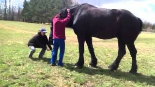 How to mount a 19 hand horse bareback [upl. by Onitselec]