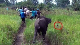 Treating Baby tusker injured by a Hakka patas [upl. by Aivart]