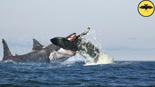 Le Megalodon Attaques réelles [upl. by Karyn]