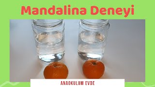 Suda Batmayan Mandalina Deneyi Okul öncesi deneyKindergarten experiment Mandalina deneyi [upl. by Alimhaj]