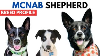 McNab Shepherd Breed Profile History  Price  Traits  McNab Shepherd Grooming Needs  Lifespan [upl. by Thanos]