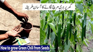 How To Grow green Chillies from seeds  gamle mei hari mirchi kaise ugaye [upl. by Iteerp]